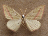 Chlorerythra rubriplaga
